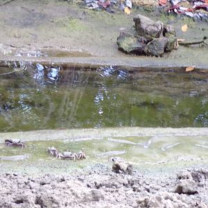 Fiddler crabs and Four-eyed fish 6.7.23