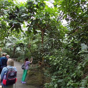 Foliage in the Mangrove 6.7.23