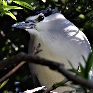 Black-crowned Night Heron (Nycticorax nycticorax)