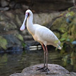 African Spoonbill (Platalea alba)