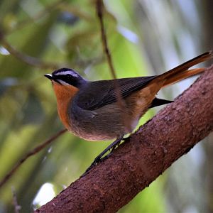 Cape Robin-chat (Cossypha caffra)