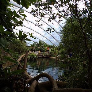 Foliage and Manatee pool in the Mangrove 6.7.23
