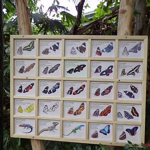 Butterflies in the Mangrove 6.7.23