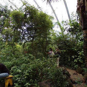 Foliage in the Mangrove 6.7.23