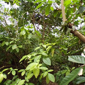 Foliage in the Mangrove 6.7.23