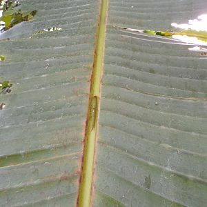 Caterpillar in the Mangrove 6.7.23