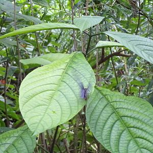 Butterfly mid-flight 6.7.23