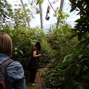Foliage in the Mangrove 6.7.23