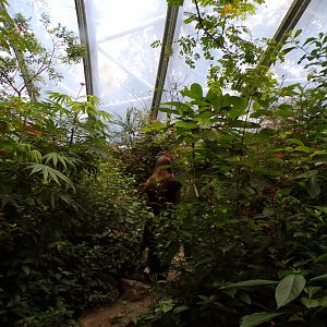 Foliage in the Mangrove 6.7.23