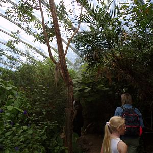 Foliage in the Mangrove 6.7.23