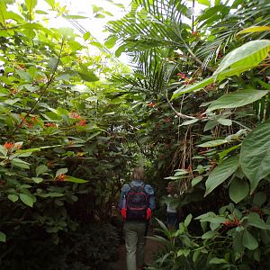 Foliage in the Mangrove 6.7.23