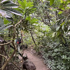 Foliage in the Mangrove 6.7.23
