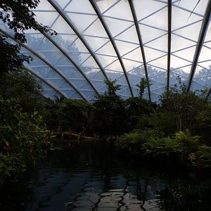 Manatee pool in the Mangrove 6.7.23