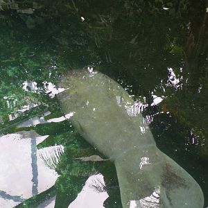 Caribbean Manatee 6.7.23