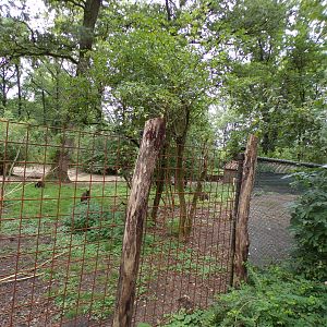 Swamp wallaby enclosure (Formerly flamingo) 6.7.23