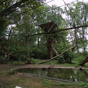 Black swan, Northern Bald ibis and Cinerous vulture aviary 6.7.23