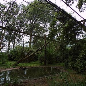 Black swan, Northern Bald ibis and Cinerous vulture aviary 6.7.23