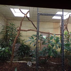 Bird house- White-rumped shama, Grosbeak Starling and Emerald dove indoors 6.7.23