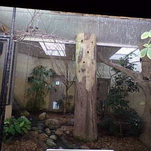 Bird house- White-rumped shama, Grosbeak Starling and Emerald dove indoors 6.7.23