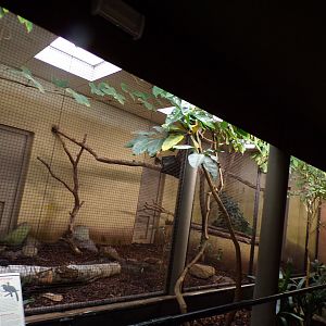 Bird house- Black Hornbill indoors 6.7.23