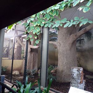 Bird house- Black Hornbill indoors 6.7.23