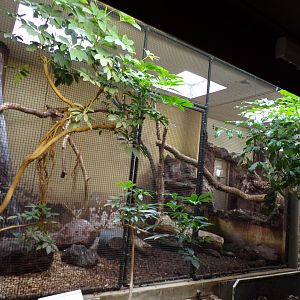 Bird house- Kea indoors 6.7.23