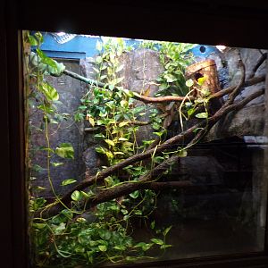 Bird house- Emerald tree boa and White-lipped tree frog enclosure 6.7.23