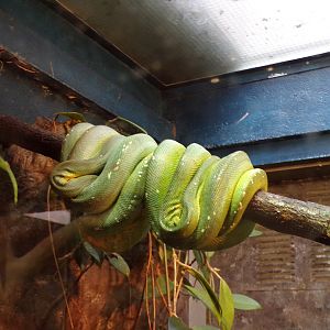 Emerald tree boa 6.7.23