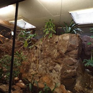 Bird house- Northern Cardinal and Superb fruit dove enclosure 6.7.23