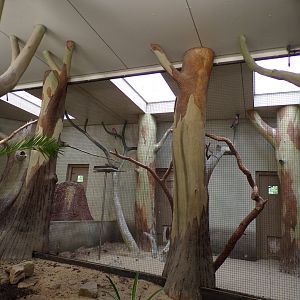 Bird house- Galah indoors 6.7.23