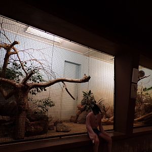 Bird house- Chestnut-Backed thrush enclosure 6.7.23