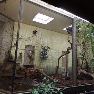 Bird house- Satyr trogopan and Sumatran laughingthrush indoors 6.7.23