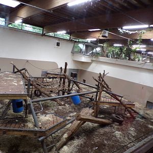 Chimpanzee indoors 6.7.23