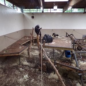 Chimpanzee indoors 6.7.23