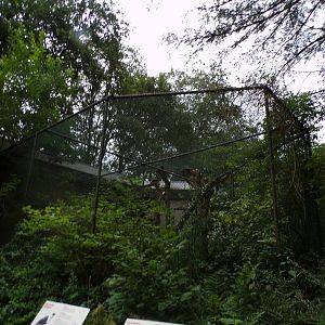 Satyr trogopan and Sumatran laughingthrush cage 6.7.23