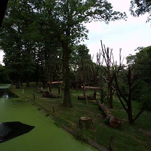 Chimpanzee enclosure 6.7.23