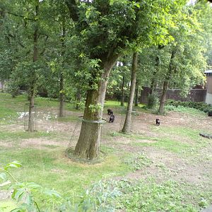 Chimpanzee enclosure 6.7.23