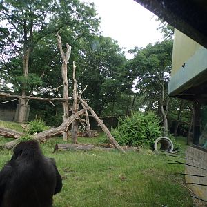 Gorilla enclosure 6.7.23