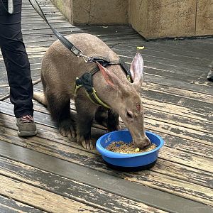 Aardvark Ambassador