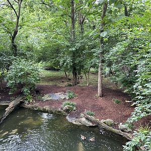 Blue Crane, Common Shelduck & White-faced Whistling Duck Exhibit