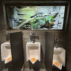 Boelen's Python Exhibit in Restroom