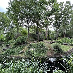 White-cheeked Gibbon Exhibit