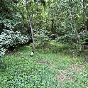 Saddle-billed Stork Exhibit