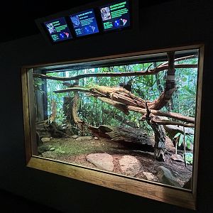 Green Iguana, Argentine Black-and-white Tegu & Red-footed Tortoise Exhibit - Unseen New World