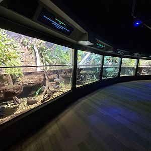 Amazon Tanks - Unseen New World