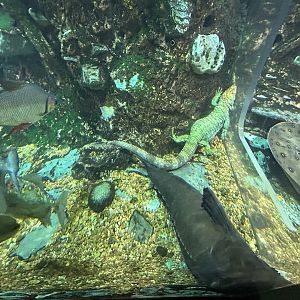 Caiman Lizard Underwater