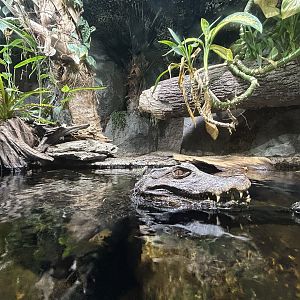 Dwarf Caiman