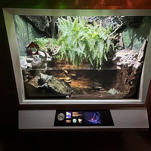 Alligator Snapping Turtle Exhibit - Unseen New World
