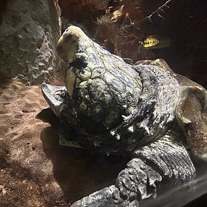 Alligator Snapping Turtle