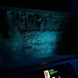 Seba’s Short-tailed Bat Exhibit - Unseen New World